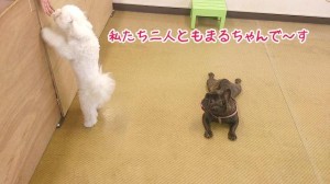 ダブルまるちゃん