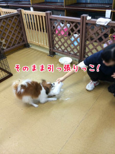 ひっぱりっこだ～