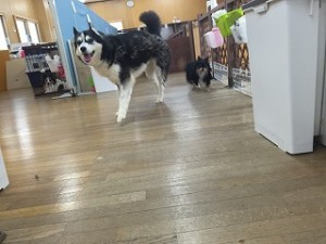 IMG_0152