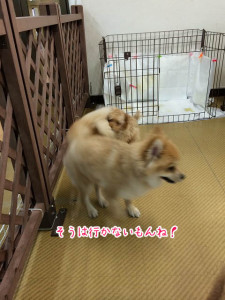 そうはいかないよ！