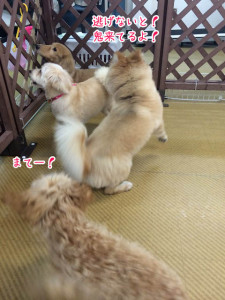 みんなにげてー！