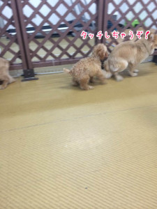 タッチだ!