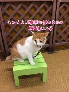 このくらい登っちゃうよ