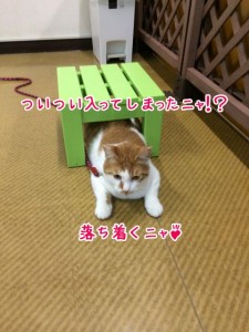 狭いところについつい・・・