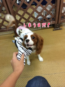 しまうまだ