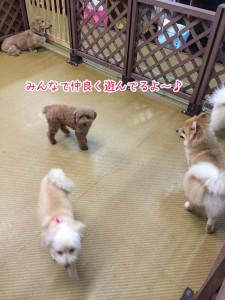 みんなで楽しいね
