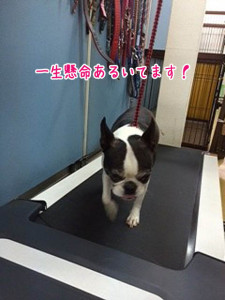 一生懸命はしってますよー