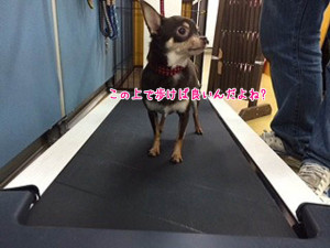 ここで歩けば良いの?