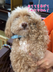 招き猫みたい?犬だよ～