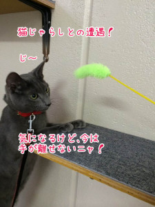 猫じゃらし～