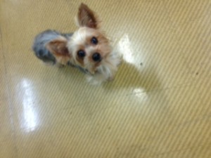 IMG_0377