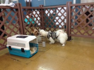 お友達にご挨拶
