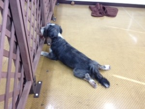 プレイエリアでのびー