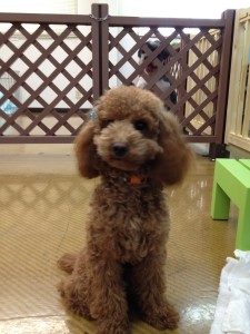 犬の保育園でお勉強中