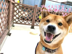 たくさん遊んだなぁ