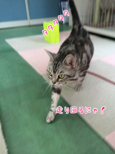 ニャンコ探検隊！