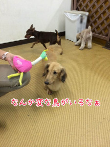 変な鳥さん