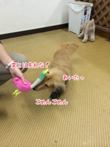 鳥さんアタック！