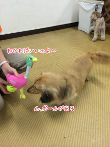 ボールもあるんだね