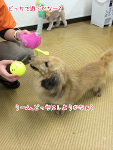 どっちも捨てがたいなぁ