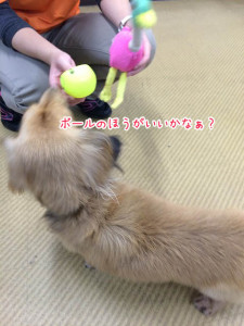 どっちで遊ぶ?
