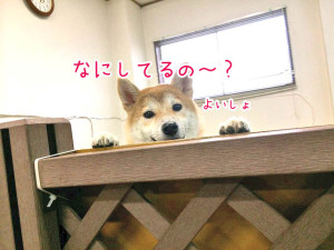 なにしてるのー？