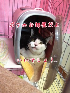 マイホーム！