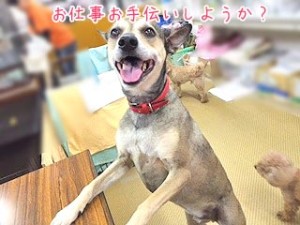 にっこりワンちゃん