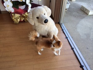 IMG_1370