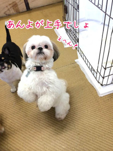 あんよが上手