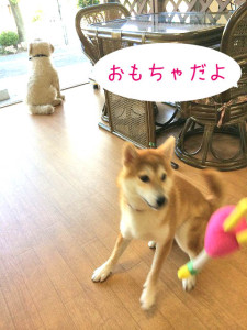 おもちゃだよー