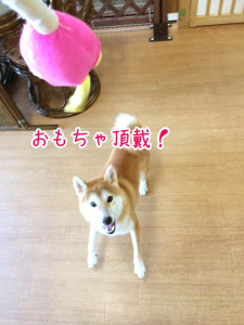 おもちゃ頂戴！