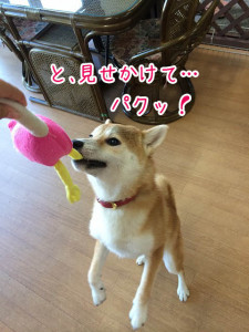 不意打ちでパクリ