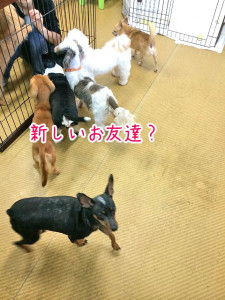 新しいお友達だ