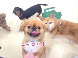 笑顔の犬