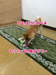 もうちょっとあそぶー