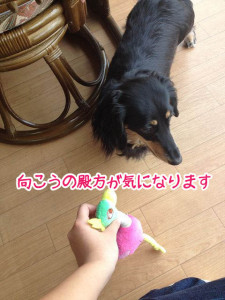 向こうの犬が気になる