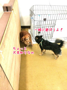 犬見知り