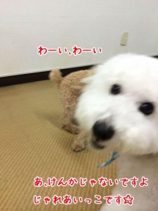 あそんでるんだよー