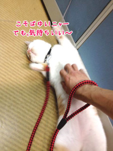 猫もおなかはくすぐったいよ