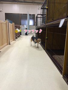 お散歩