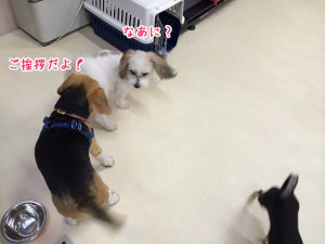 ファーストエンカウント