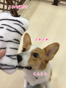 どれどれ・・・