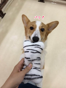 合格！
