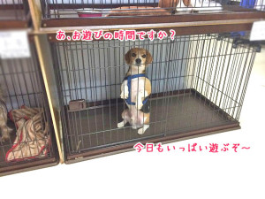 お遊びの時間だよ