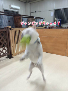 空中キャッチ