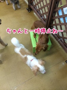 犬のおまわりさん