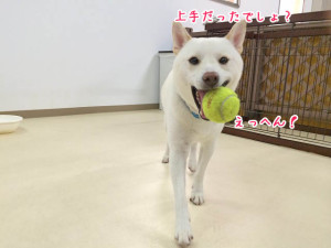 勝利の凱旋
