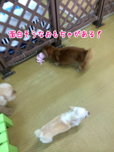 おもしろそう！