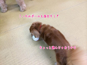 こっちのもいいなぁ